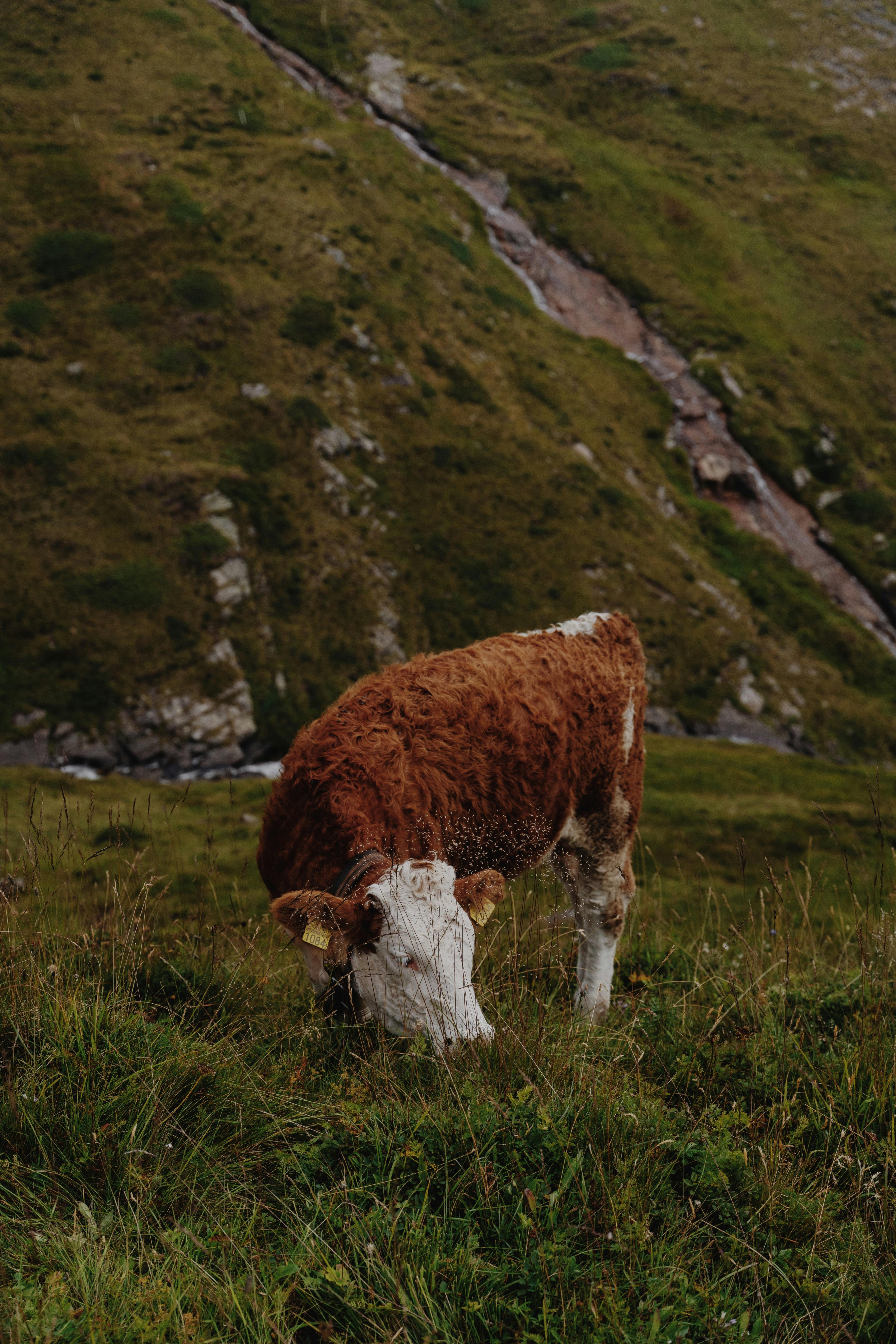 A cow grazes on lush grass in Grindelwald, showcasing the beauty of Switzerland's alpine scenery.