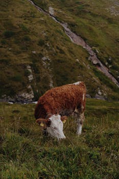 A cow grazes on lush grass in Grindelwald, showcasing the beauty of Switzerland's alpine scenery.