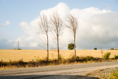 Free Tranquil countryside scene featuring bare trees and a golden field under a cloudy sky. Stock Photo