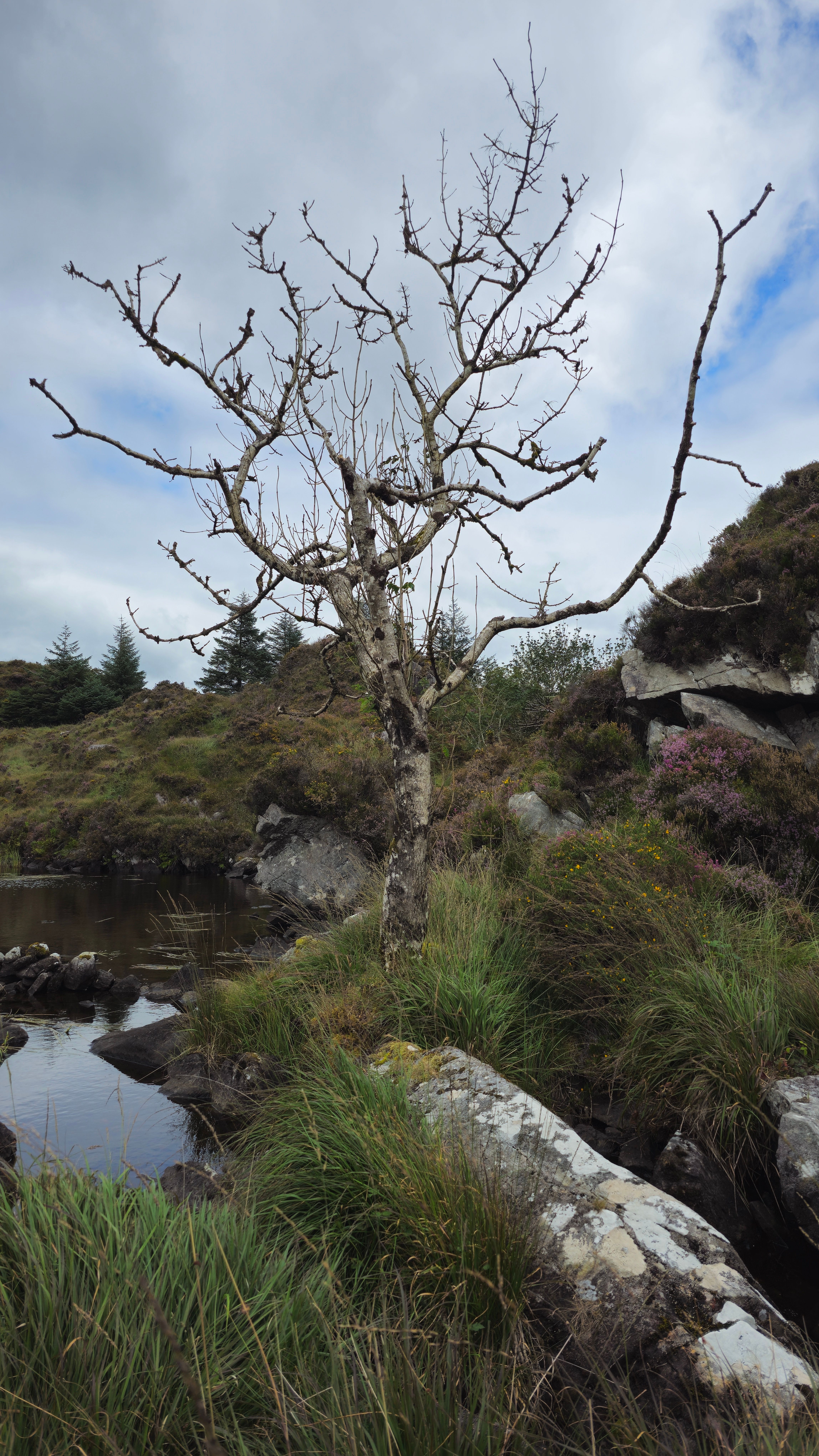 A solitary barren tree stands in a rocky, lush landscape in Kroheen, Ireland.