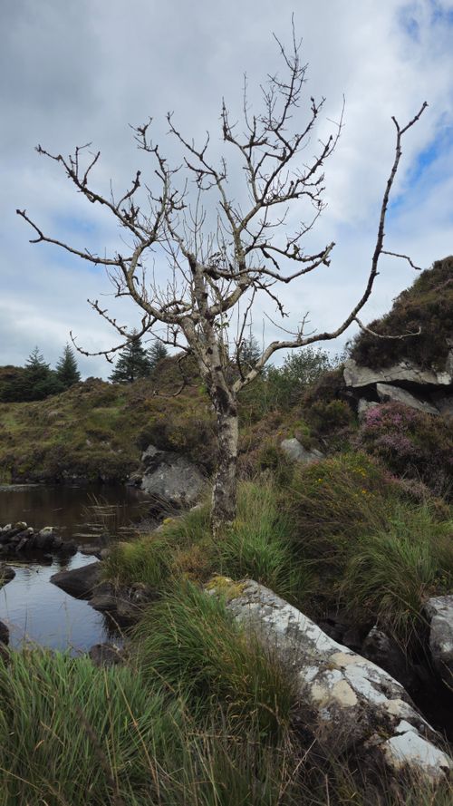 Free A solitary barren tree stands in a rocky, lush landscape in Kroheen, Ireland. Stock Photo