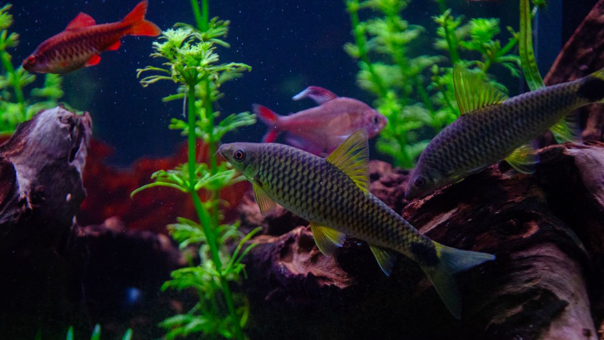 Acuario plantado con peces tropicales de colores