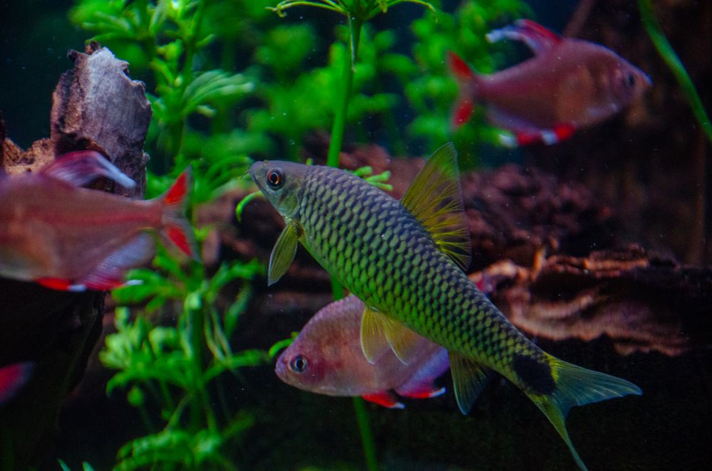 Colourful aquarium fish swimming among lush green live aquatic plants in a freshwater fish tank