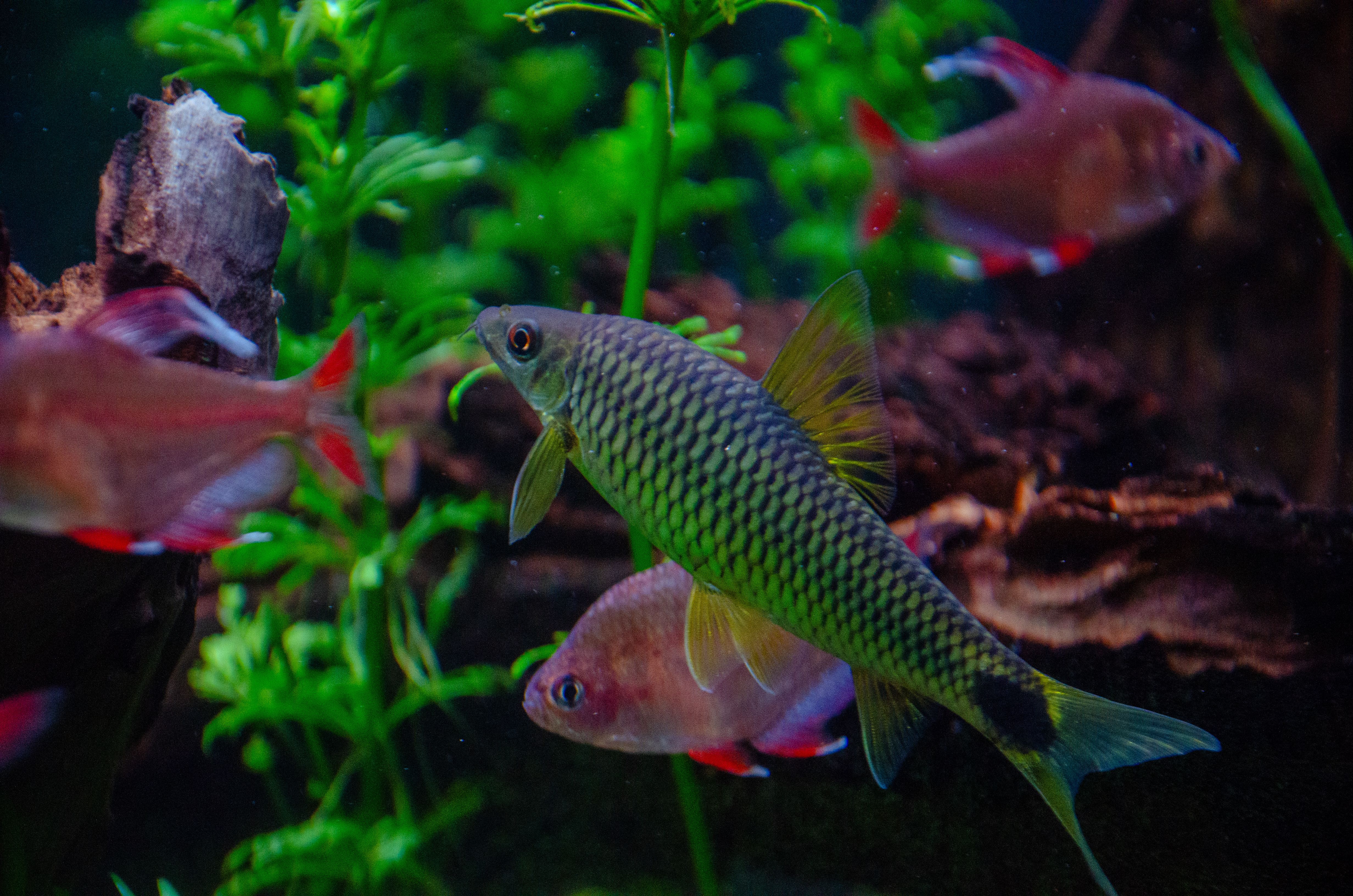 Monter un Aquarium Eau Douce - Guide Débutant
