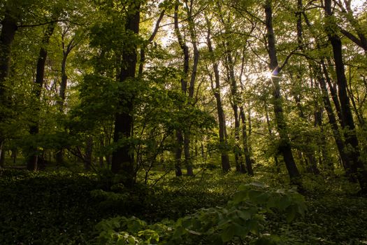 Explore the serene beauty of a sunlit forest in Pécs, Hungary.