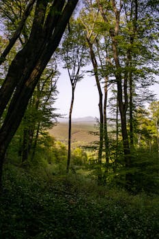 Beautiful forest scenery with warm light in Mecsek Mountains, Pécs.