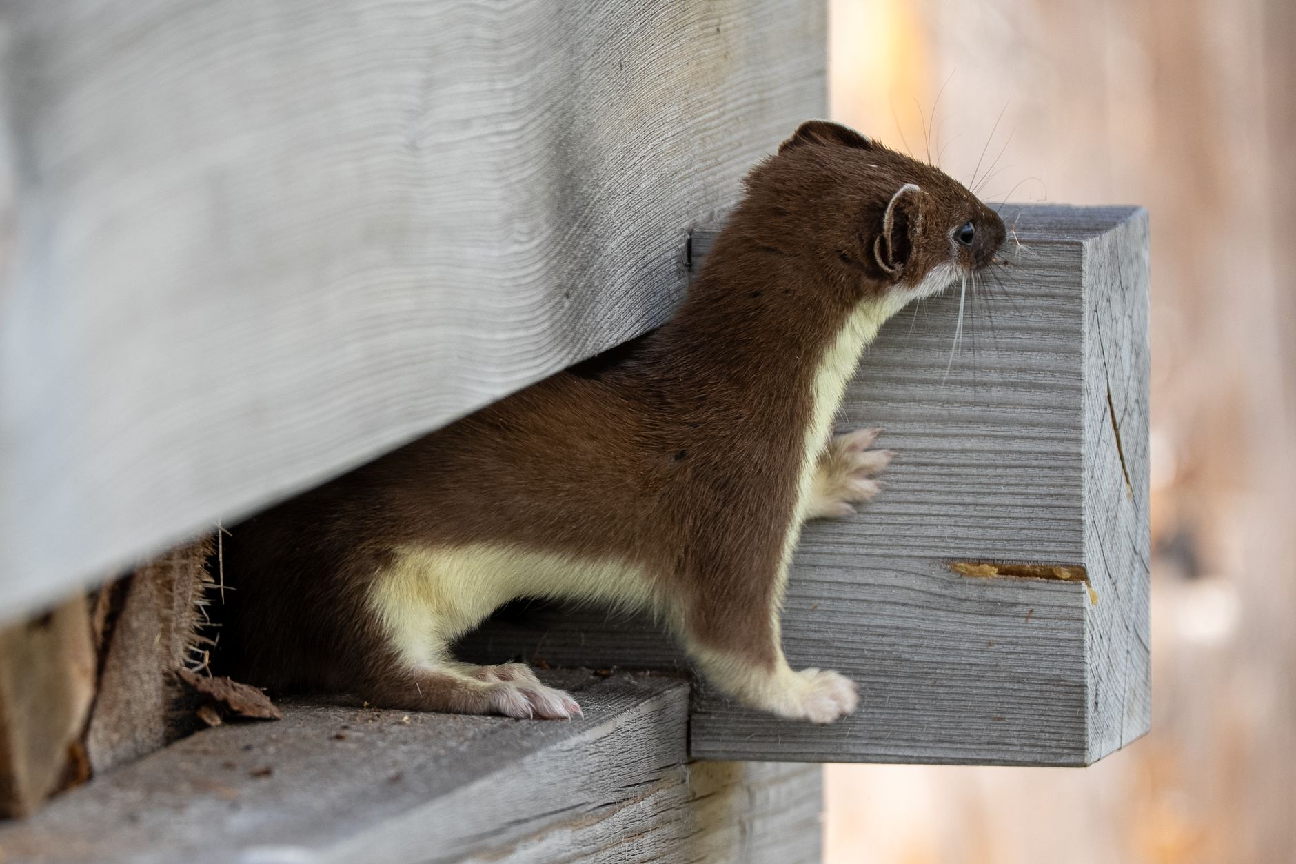Pine Marten