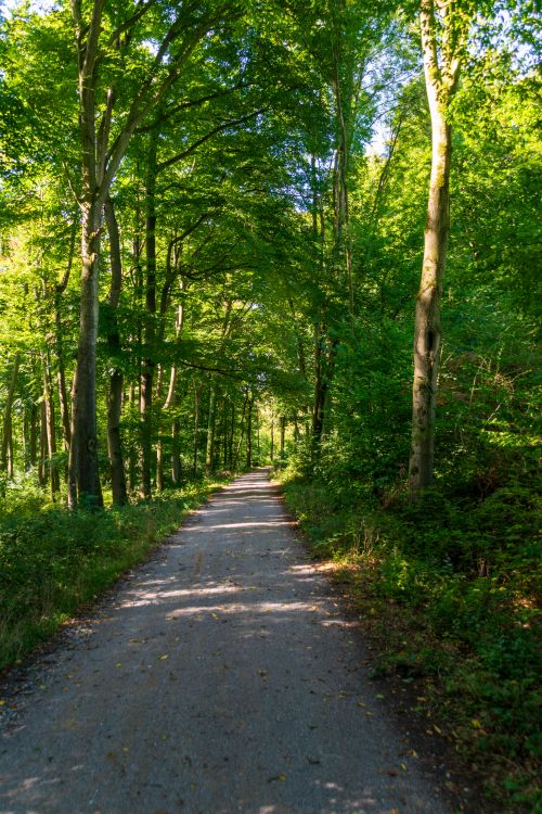 Free A tranquil dirt path through a lush green forest, showcasing the natural beauty of summer. Stock Photo