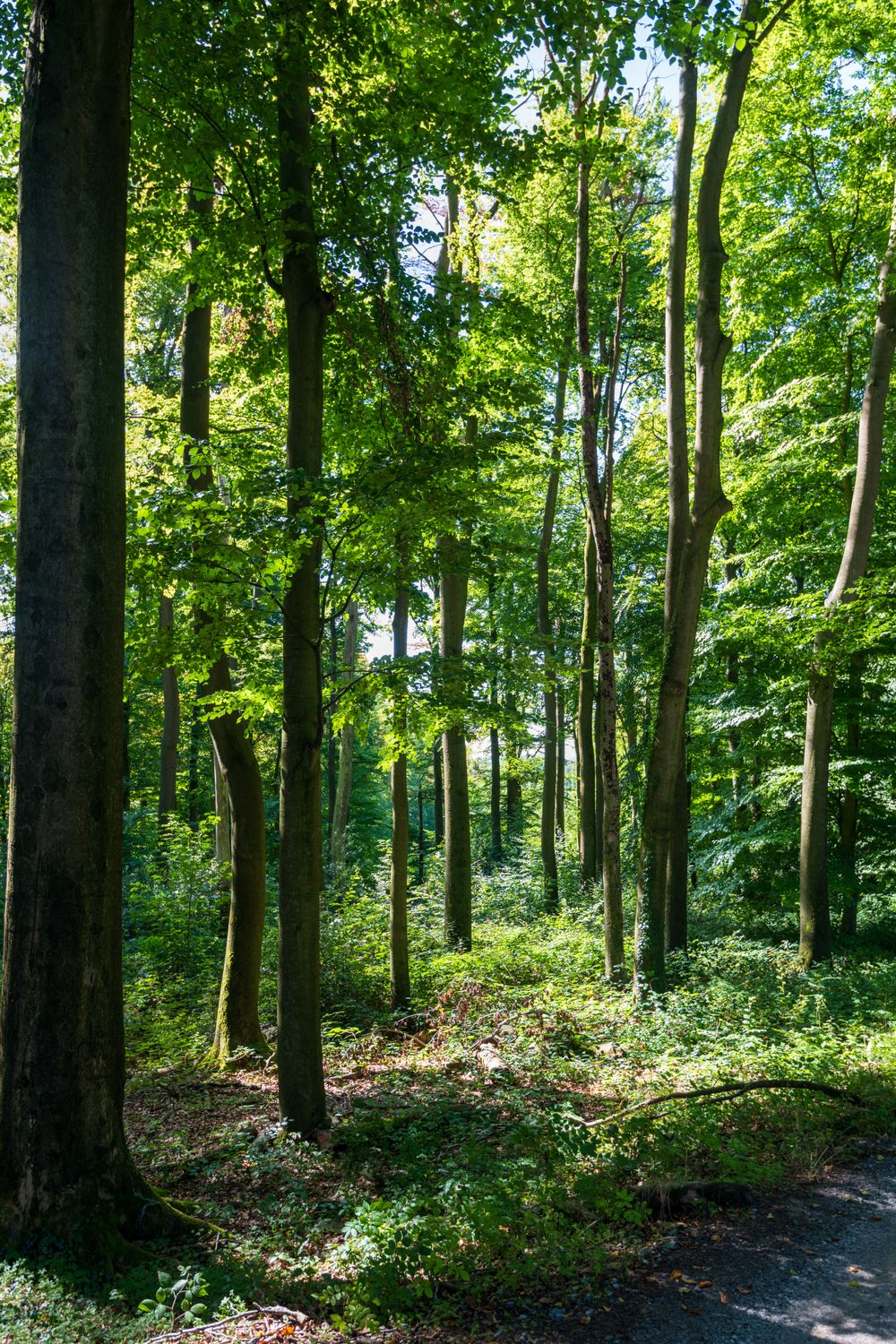 Serene Sunlit Forest Scene with Tall Trees · Free Stock Photo