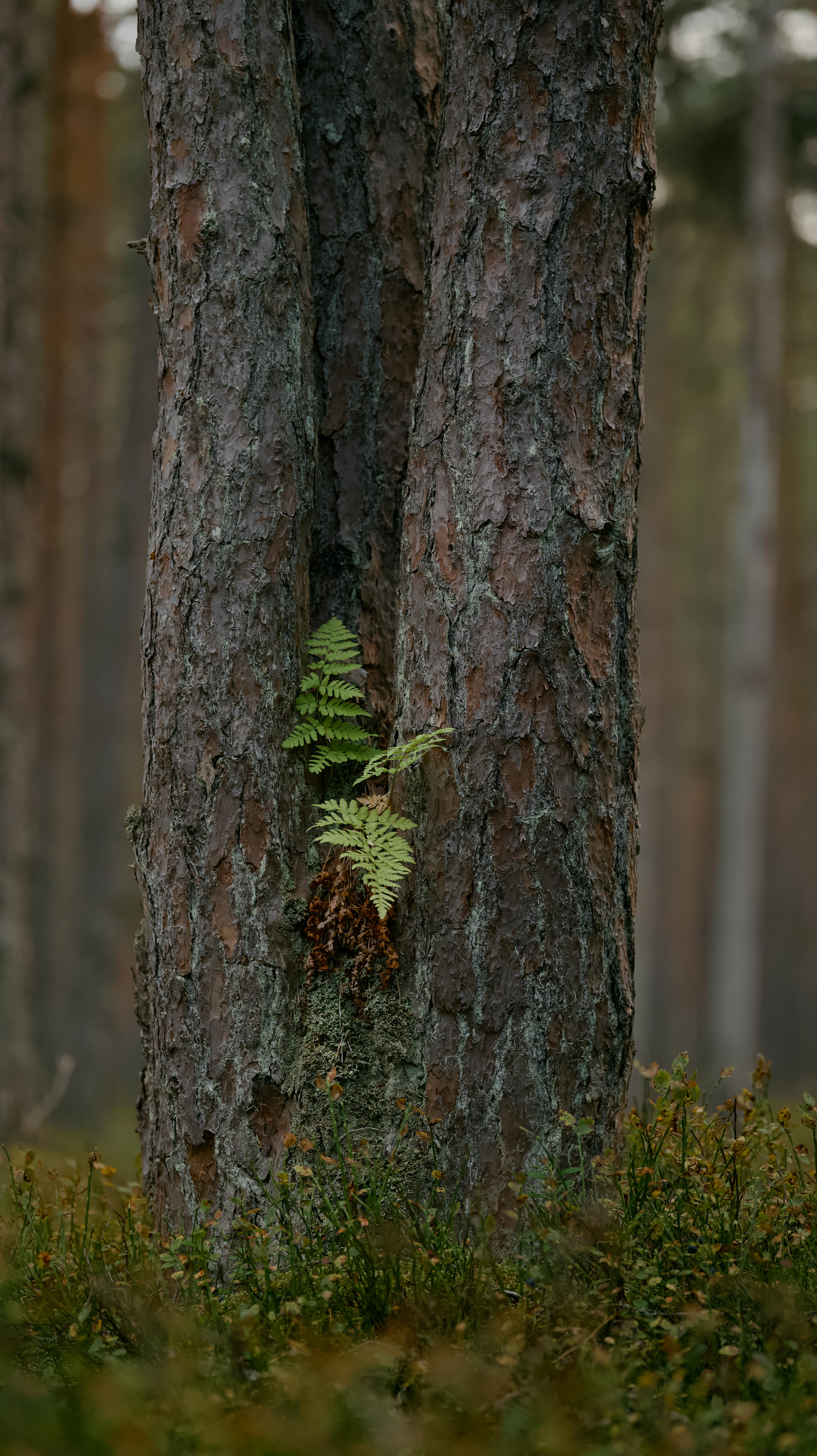 Free+Pictures+Wild+Amaginations Photos, Download The BEST Free Free