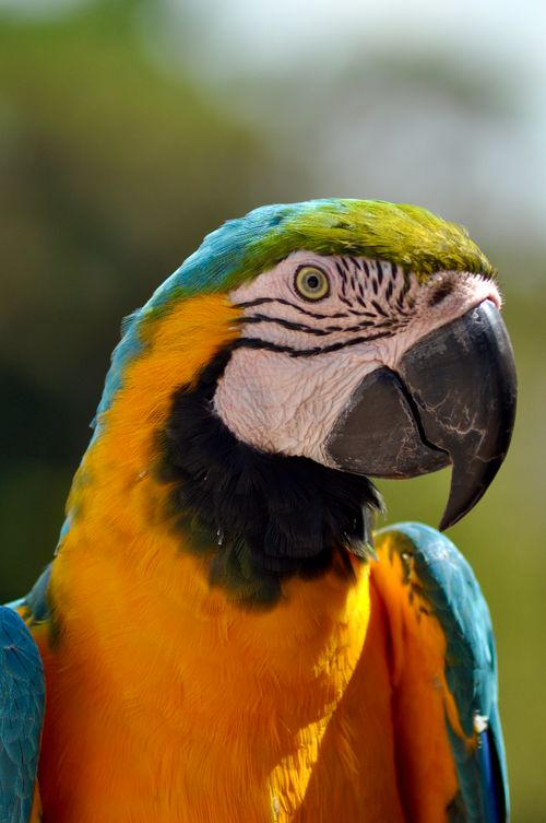 Free Close-up of a vivid blue and gold macaw perched outdoors against a blurred natural background. Stock Photo