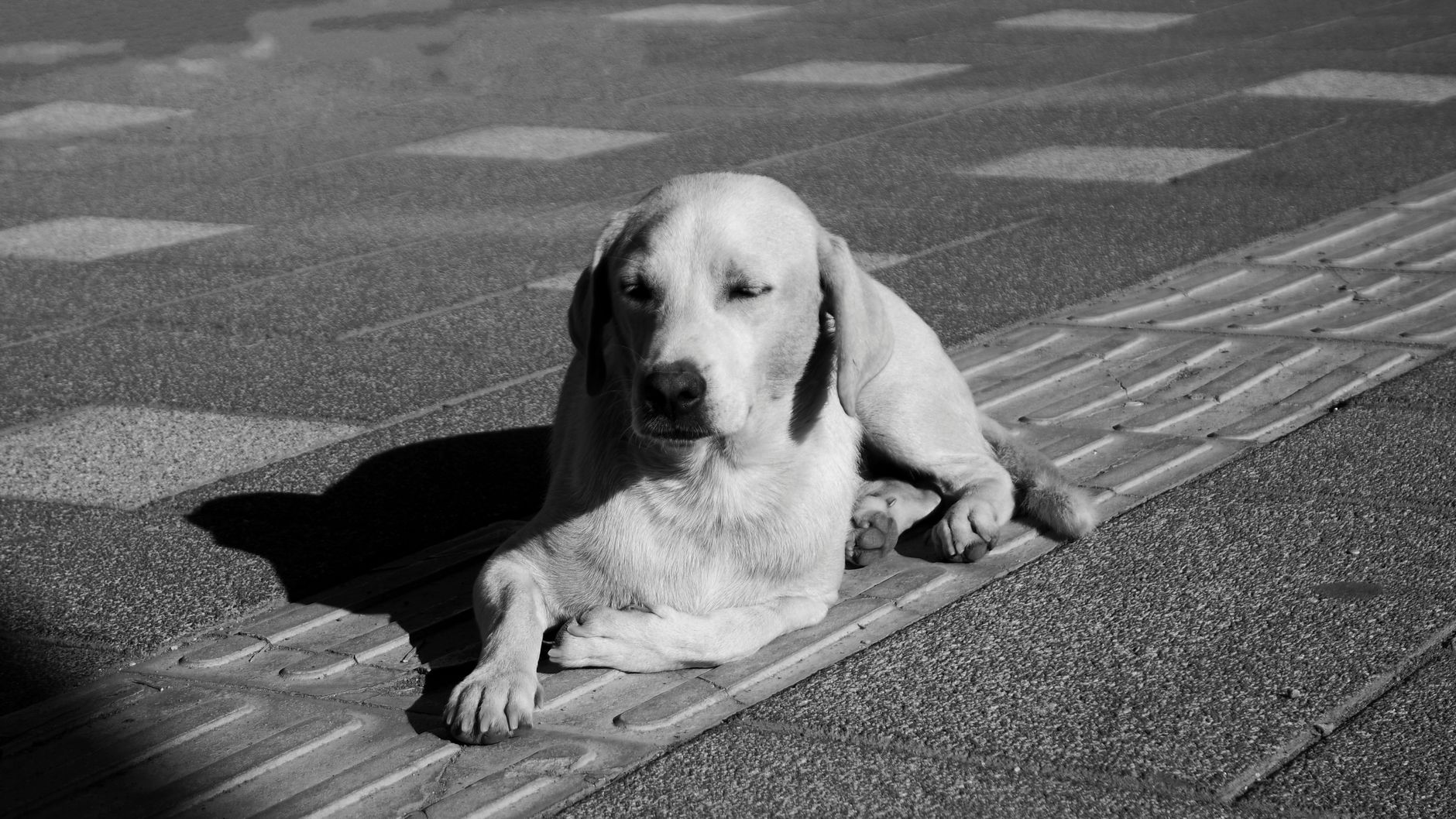 Portrait of a dog at a veterinary clinic