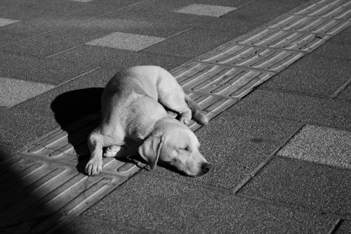 Free A stray dog peacefully sleeping on a sunlit urban sidewalk in black and white. Stock Photo
