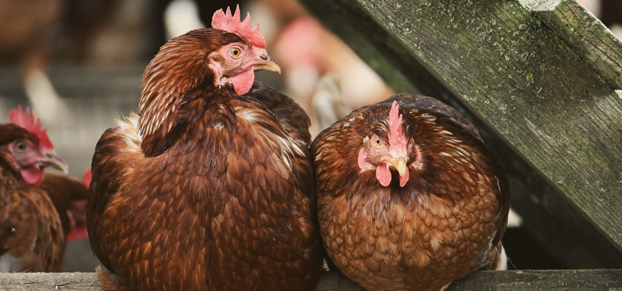 Two brown hens perched on a farm