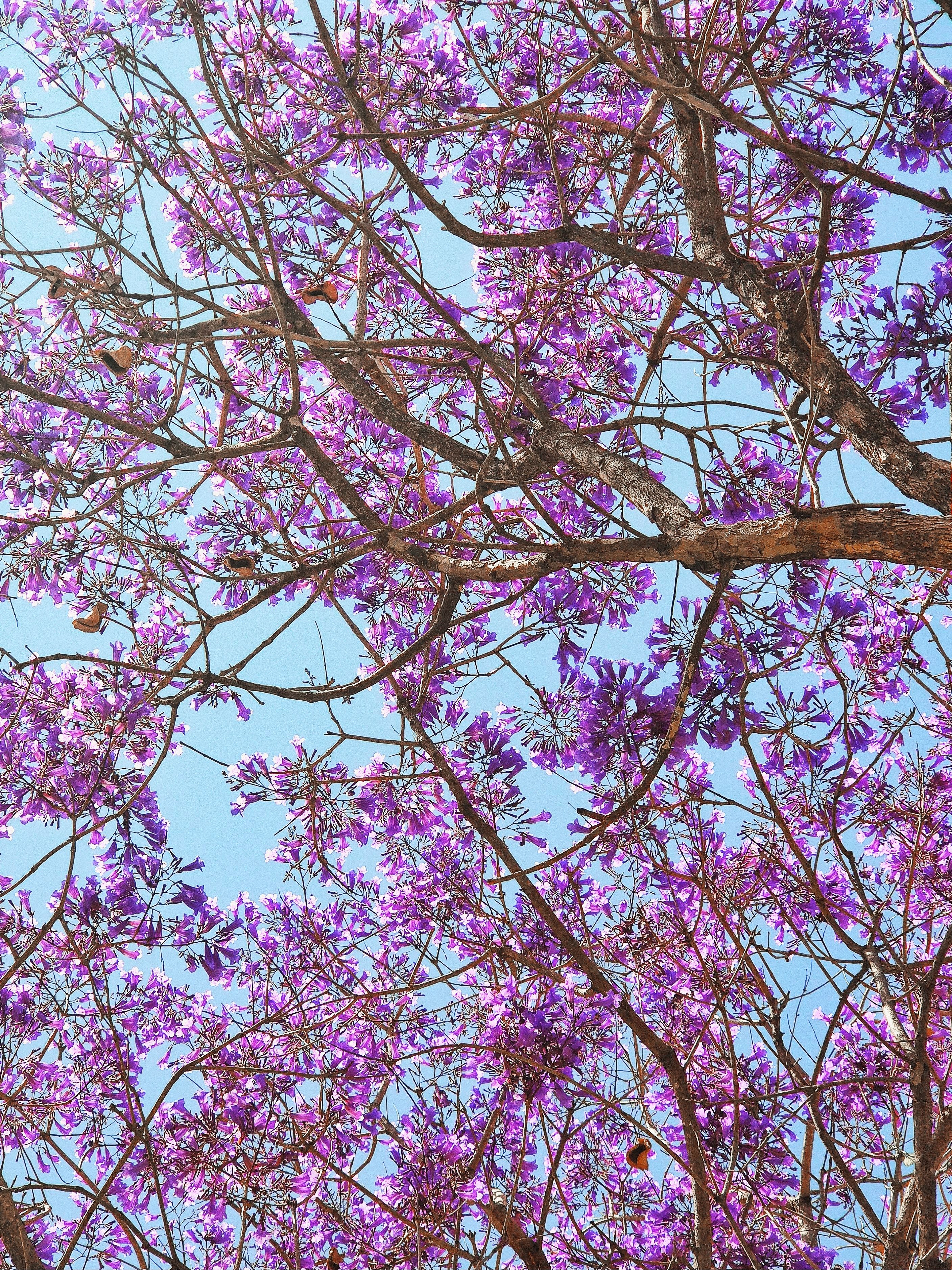 Vibrant Jacaranda Tree Blossoms in Belo Horizonte · Free Stock Photo