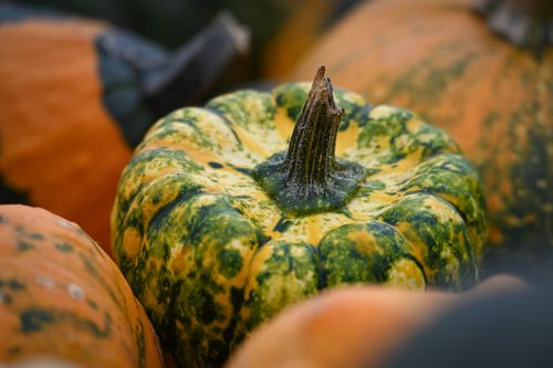 Free Vibrant close-up of assorted pumpkins with green and orange hues, perfect for autumn themes. Stock Photo