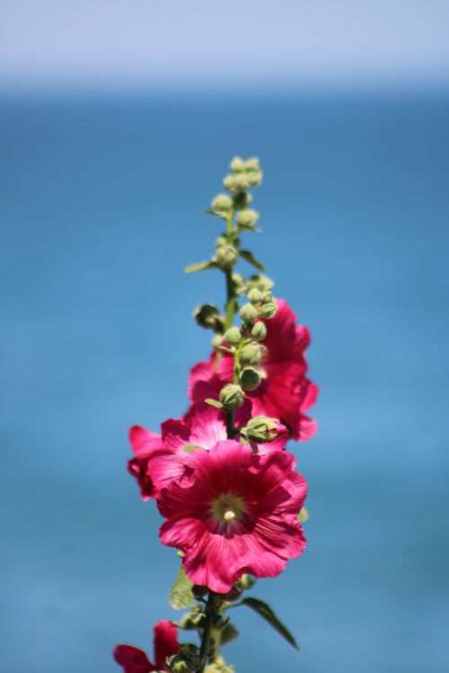 Free Beautiful pink hollyhock flowers in focus with a serene blue backdrop. Stock Photo