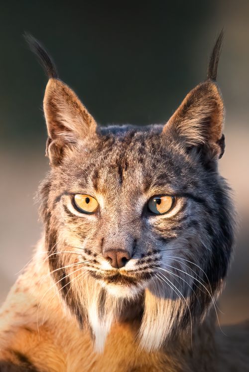 Free Detailed shot of an Iberian Lynx highlighting its distinctive features under natural lighting. Stock Photo