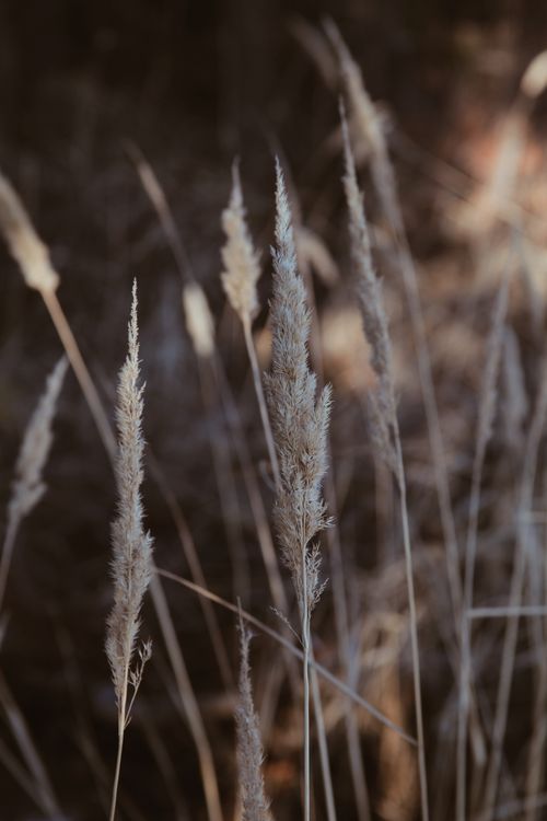 Free Beautiful dry grass captured in soft, muted tones creates a calming natural scene. Stock Photo