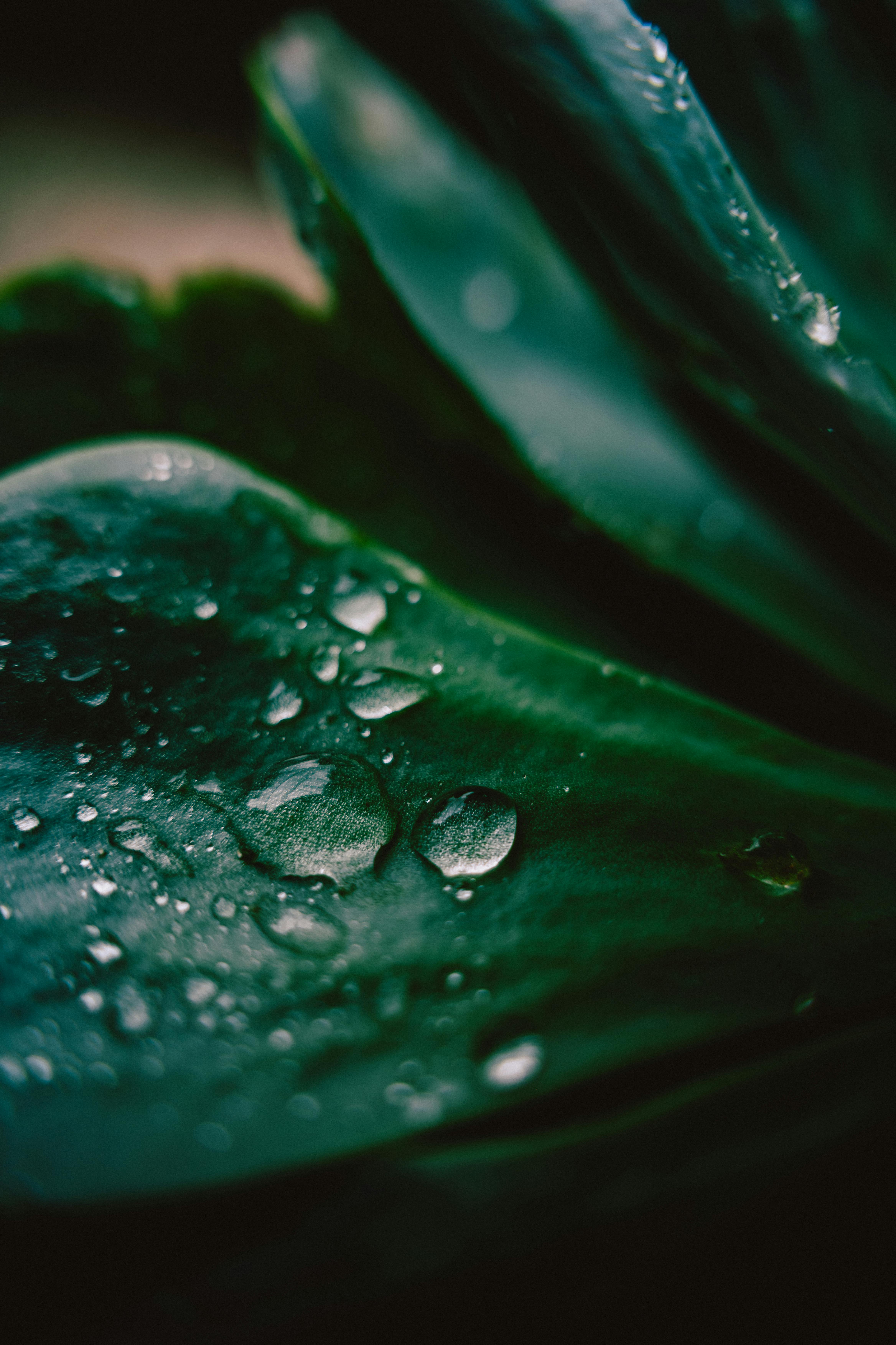 Detailed view of water droplets on a green leaf, evoking freshness and nature.