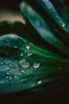 Detailed view of water droplets on a green leaf, evoking freshness and nature.