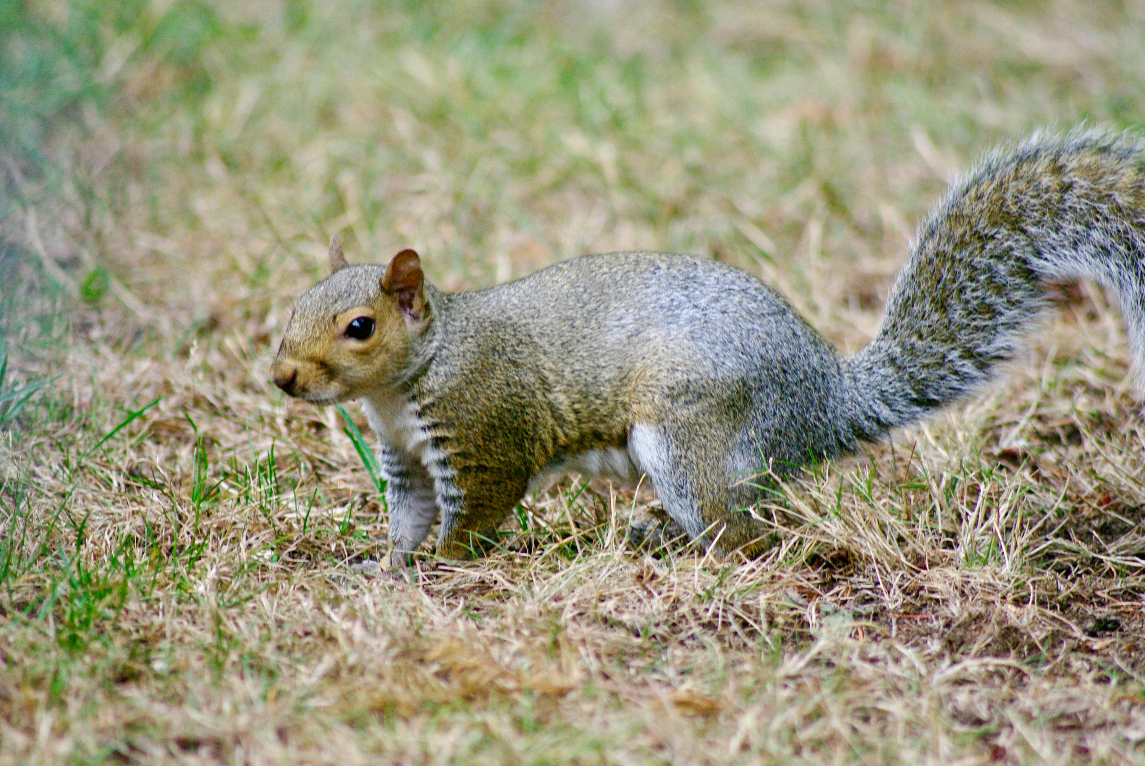 ฟรี ภาพระยะใกล้ของกระรอกสีเทาที่กำลังหาอาหารบนหญ้าแห้งในเมืองโอลิมเปีย รัฐวอชิงตัน คลังภาพถ่าย