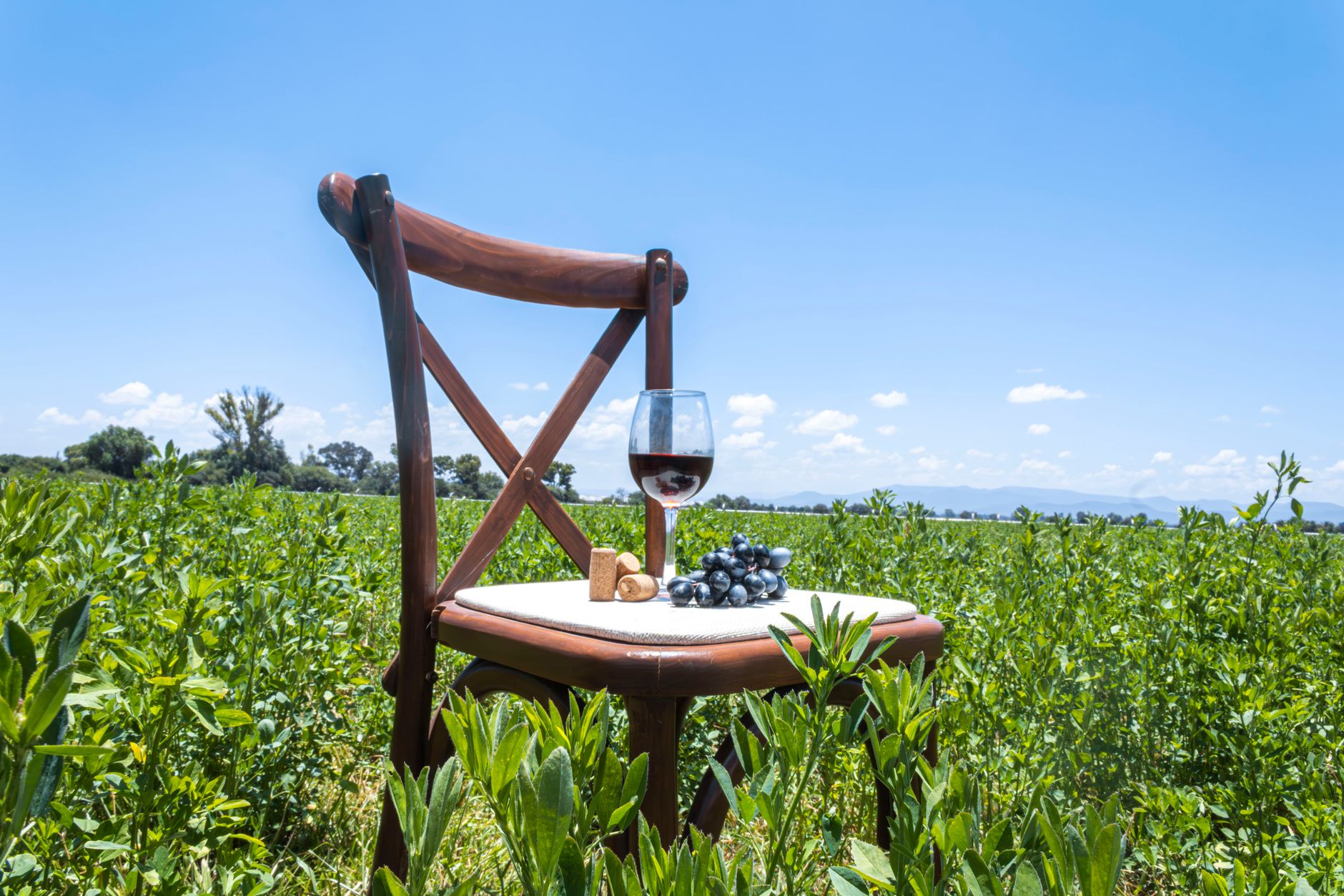 Eco Friendly Wine Practices Transform Restaurant Beverage Programs and Supply Chains