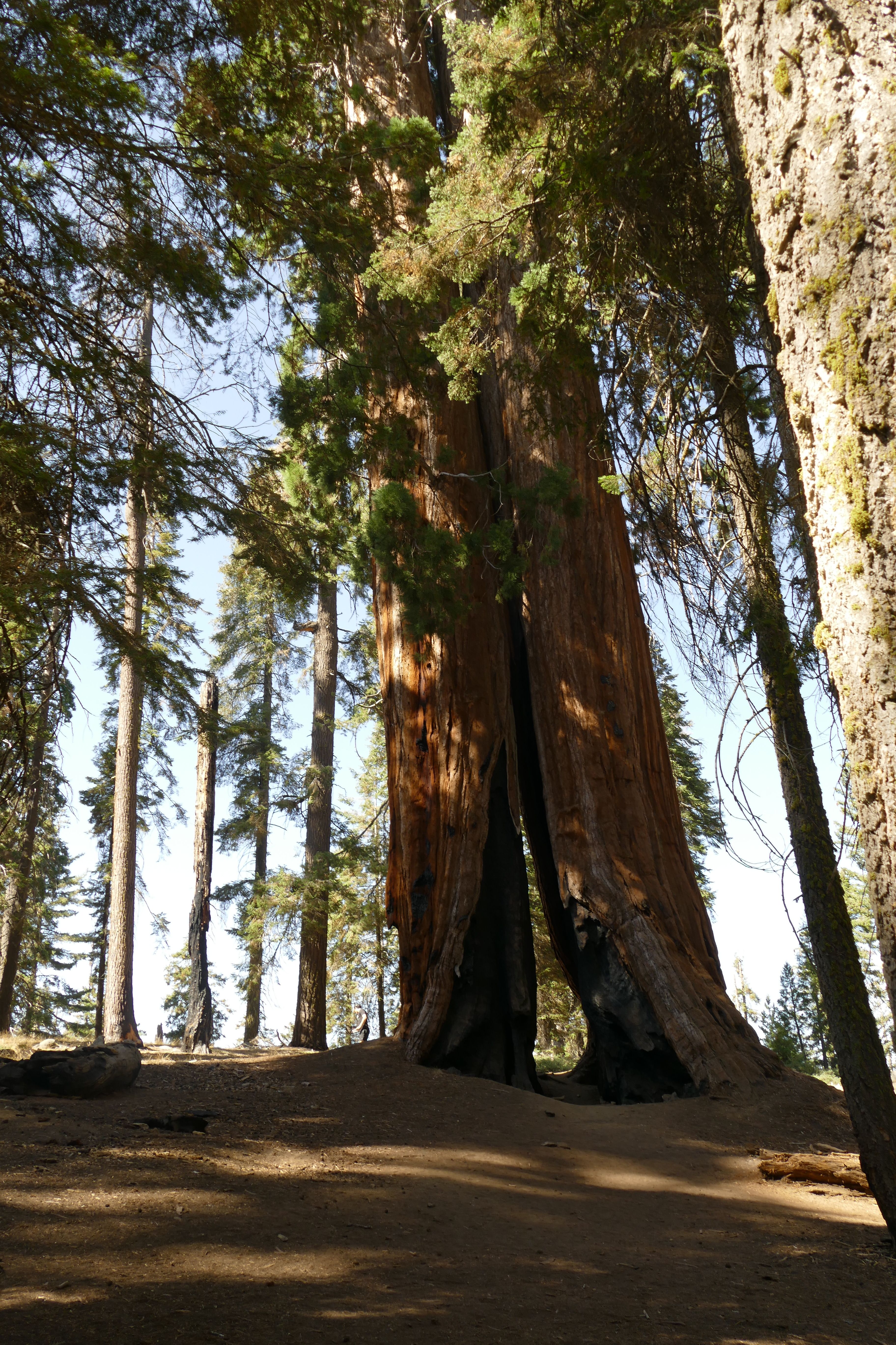 Captivating view of towering sequoia trees in a California forest, showcasing nature's grandeur.