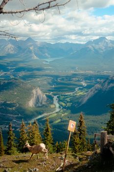Stunning view of mountainous landscape and a big horn sheep in Banff, Alberta, Canada under bright skies.