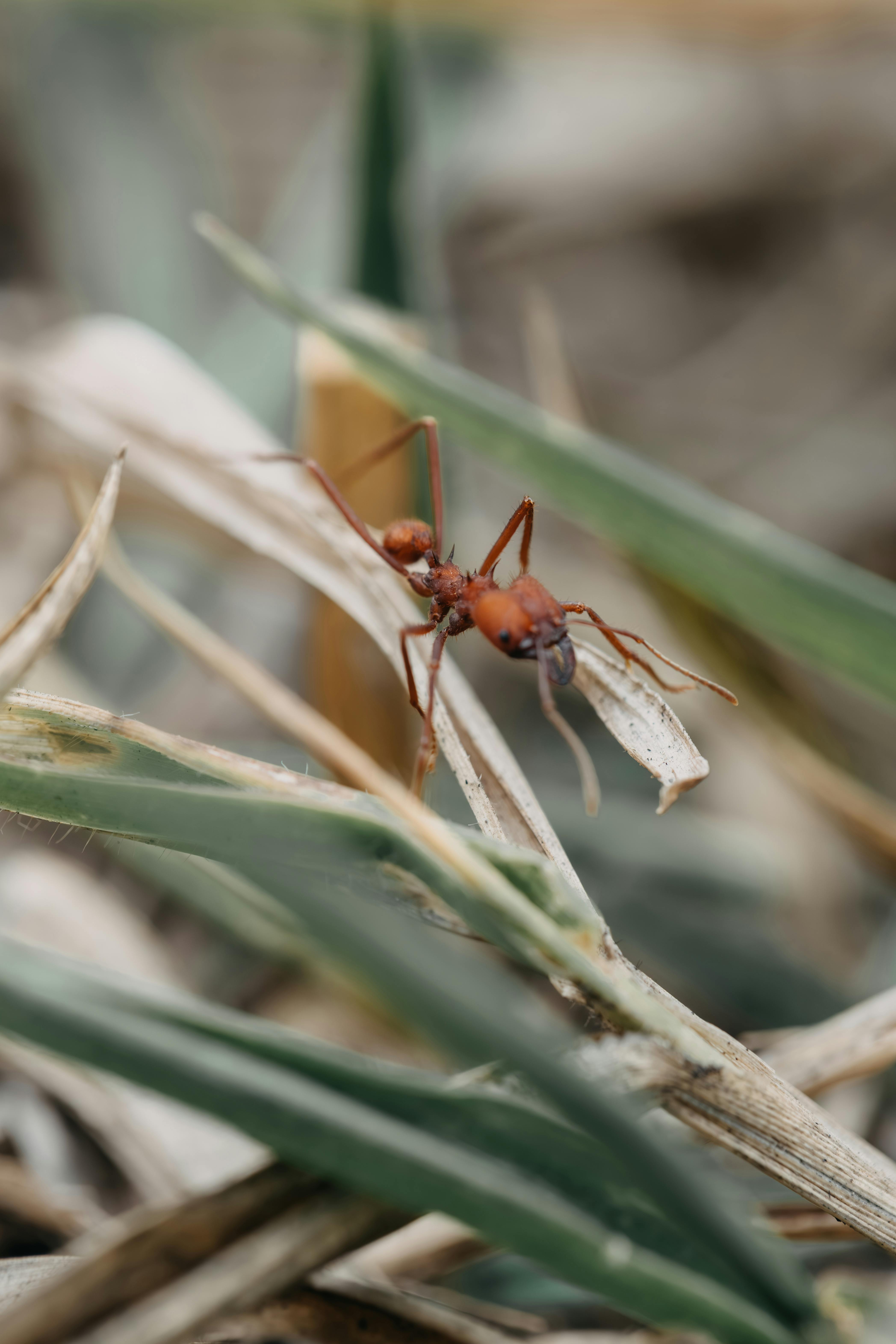 Ant queen gives birth to 2 different species