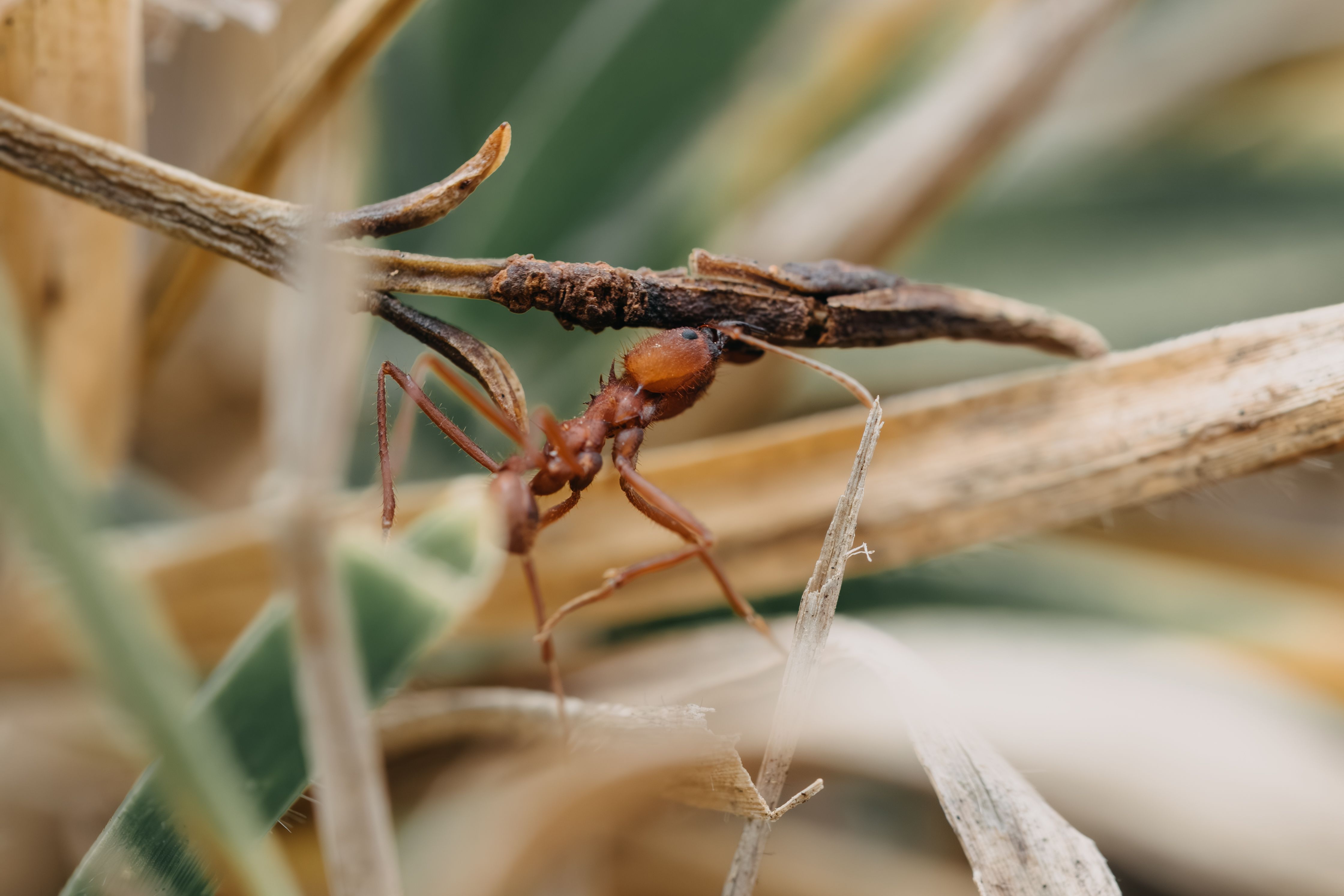 Welcher Pilz verwandelt Ameisen in sogenannte Zombie-Insekten?