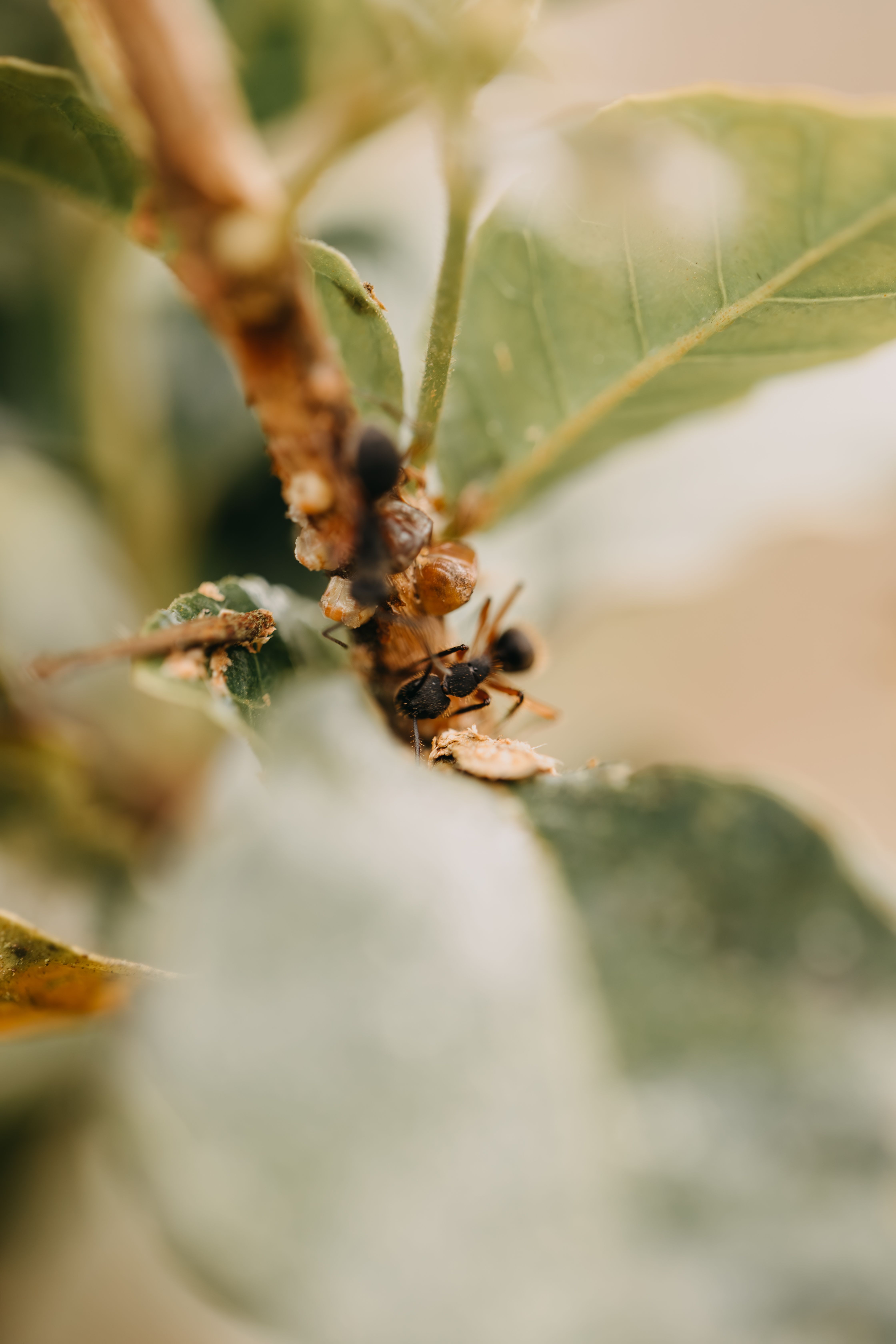 Outdoor Ant Control Services in Viola, DE