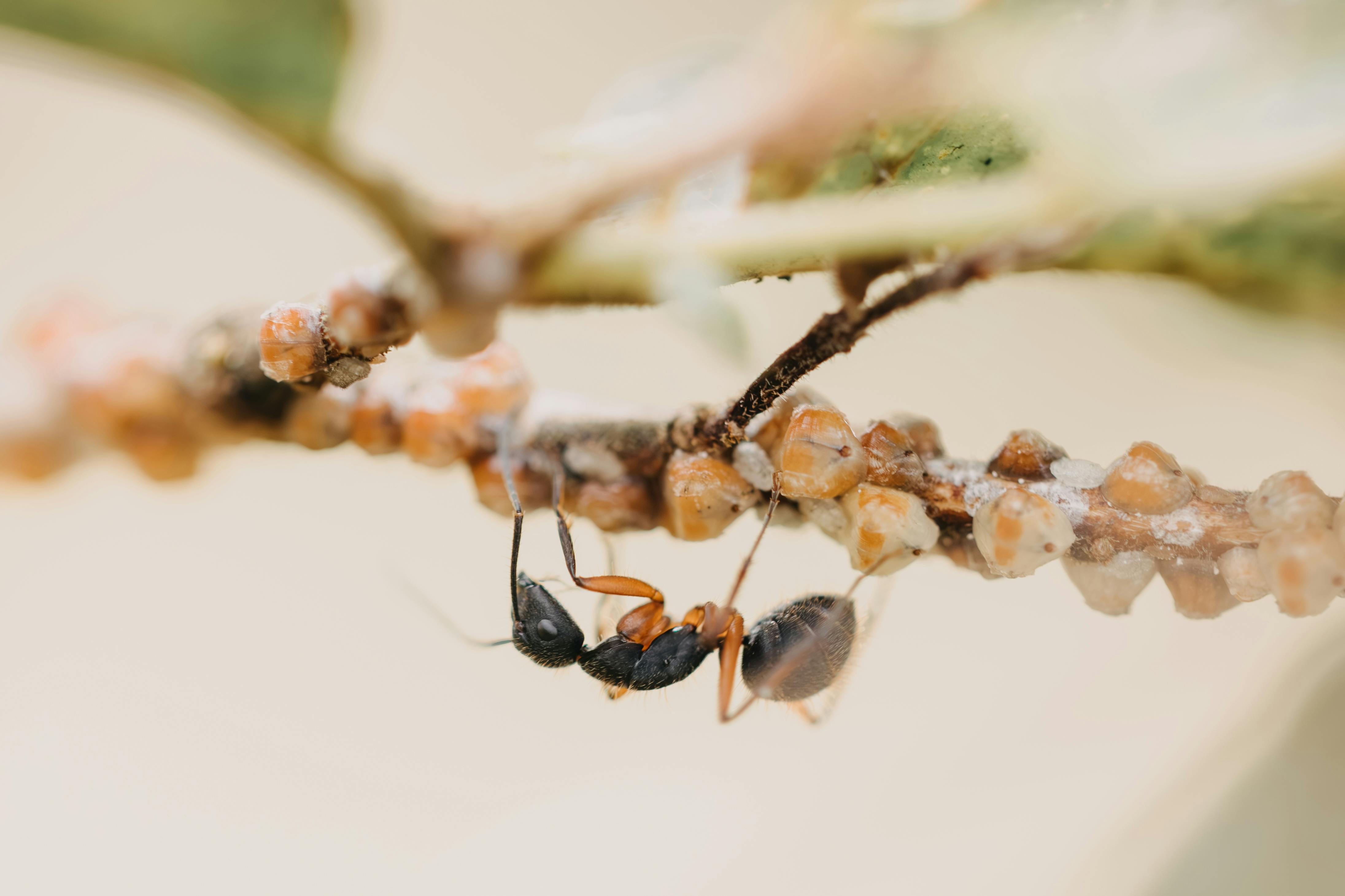 Mutualismo Fúngico y Organización Social en Hormigas Cortadoras de Hojas