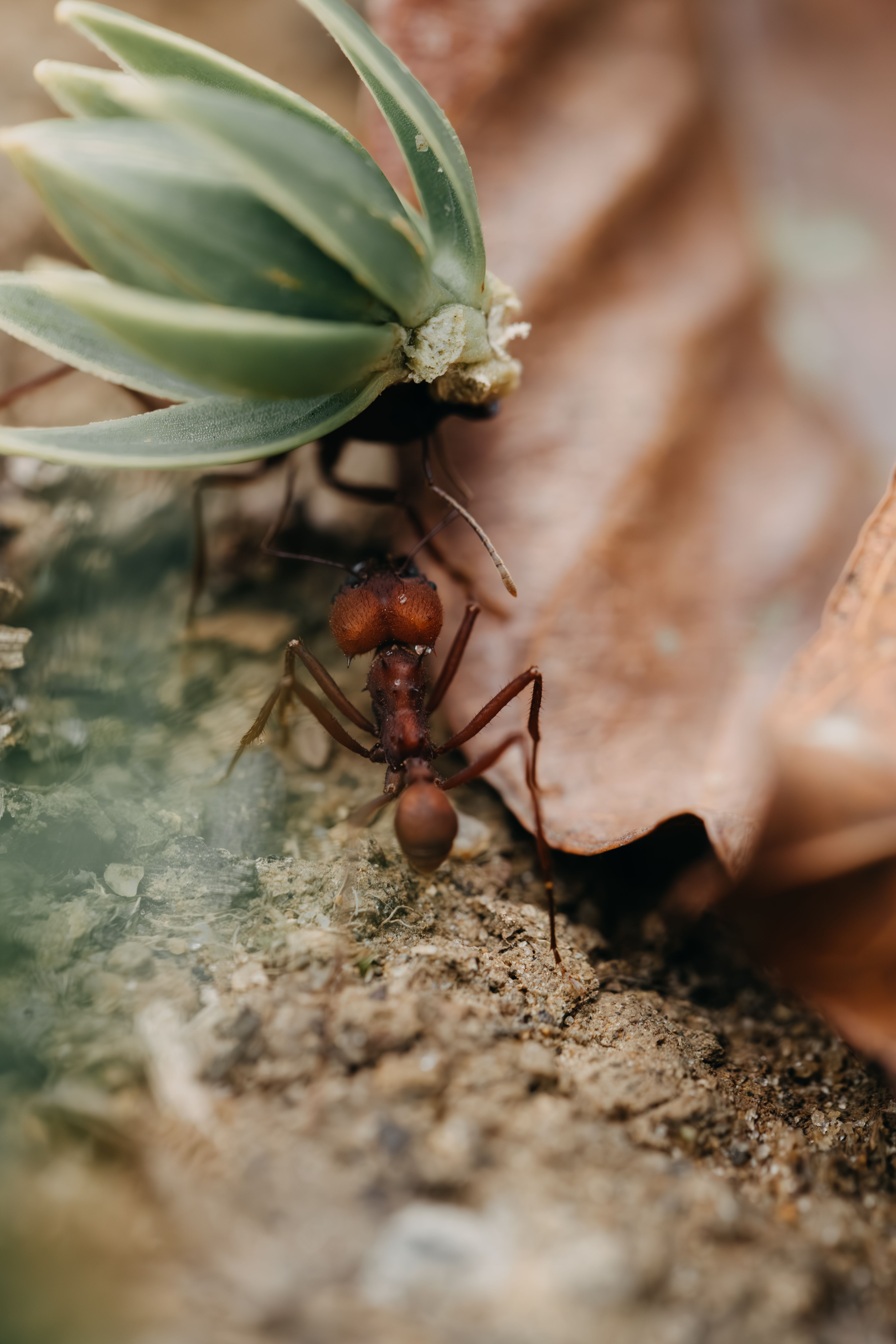 Detailed close-up of an ant carrying a plant in Natividade da Serra, Brazil.