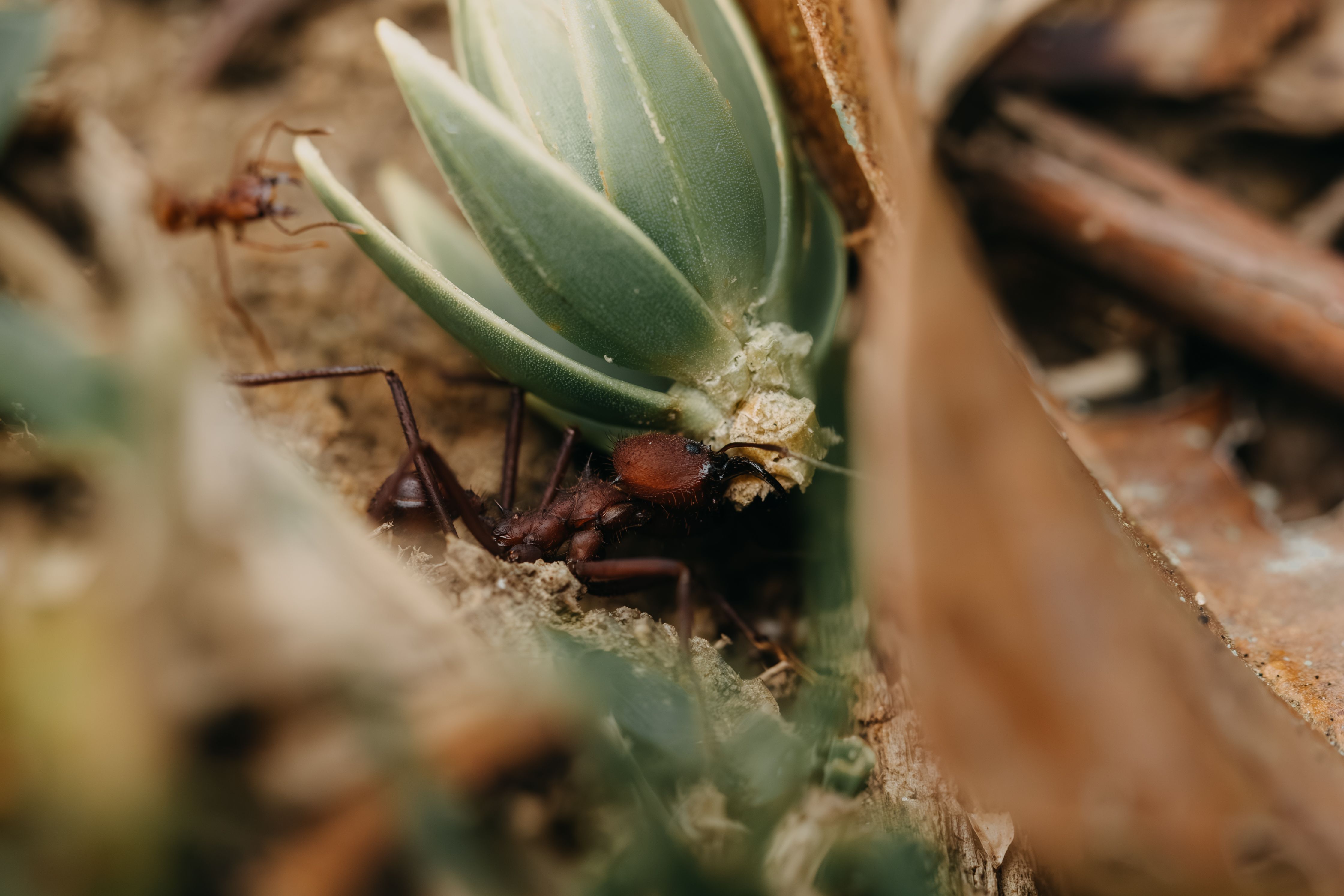 Macro shot of a leafcutter ant carrying a leaf in Natividade da Serra, São Paulo, Brazil.