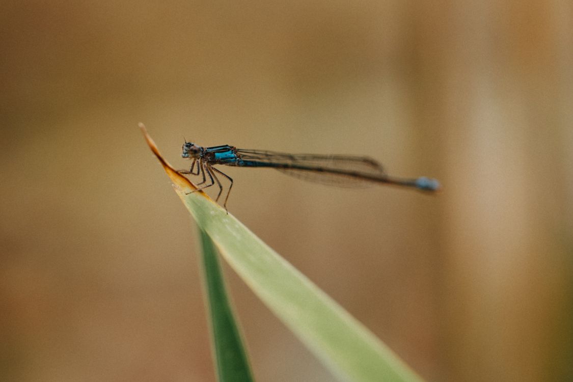 Close-Up of Damselfly on Leaf in São Paulo · Free Stock Photo
