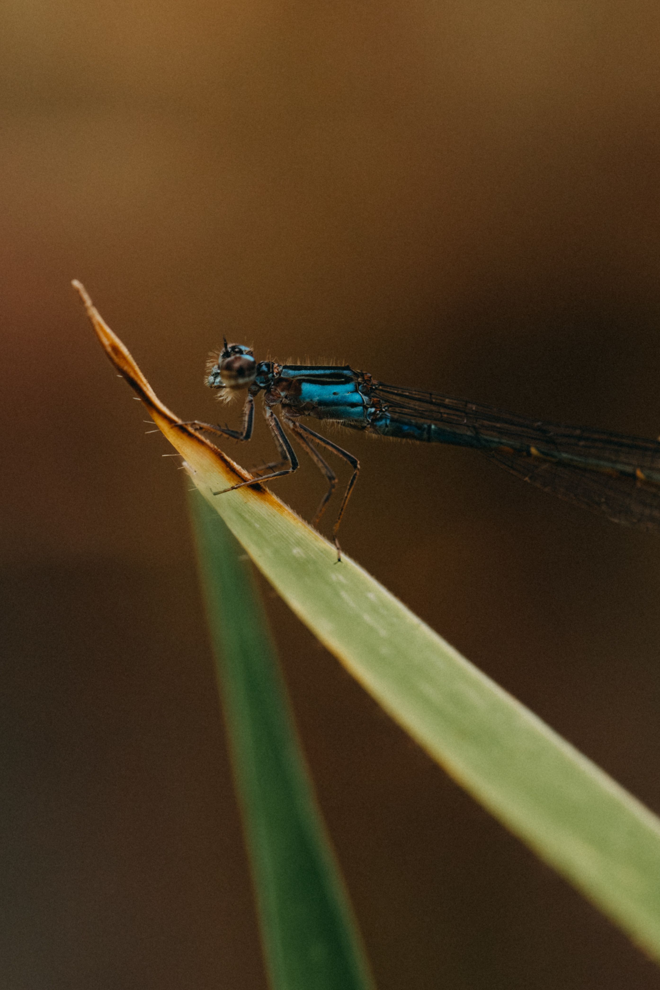 Close-up of a Damselfly on a Leaf in São Paulo · Free Stock Photo