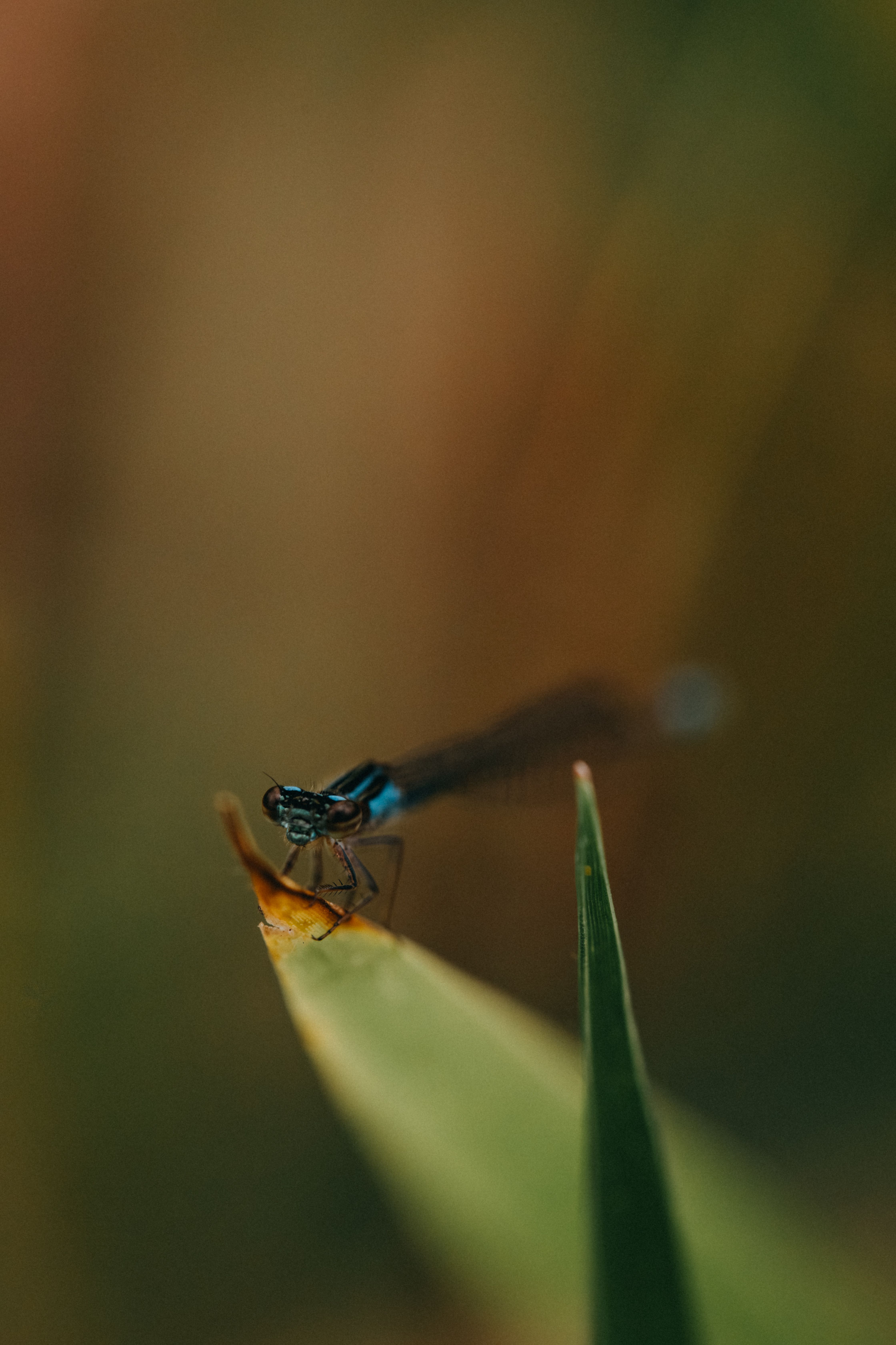 Close-Up of a Damselfly on Leaf in Natividade da Serra · Free Stock Photo