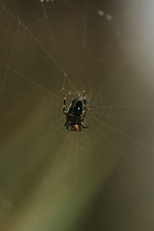 Free Close-up of a spider on its web, captured in Natividade da Serra, São Paulo. Stock Photo