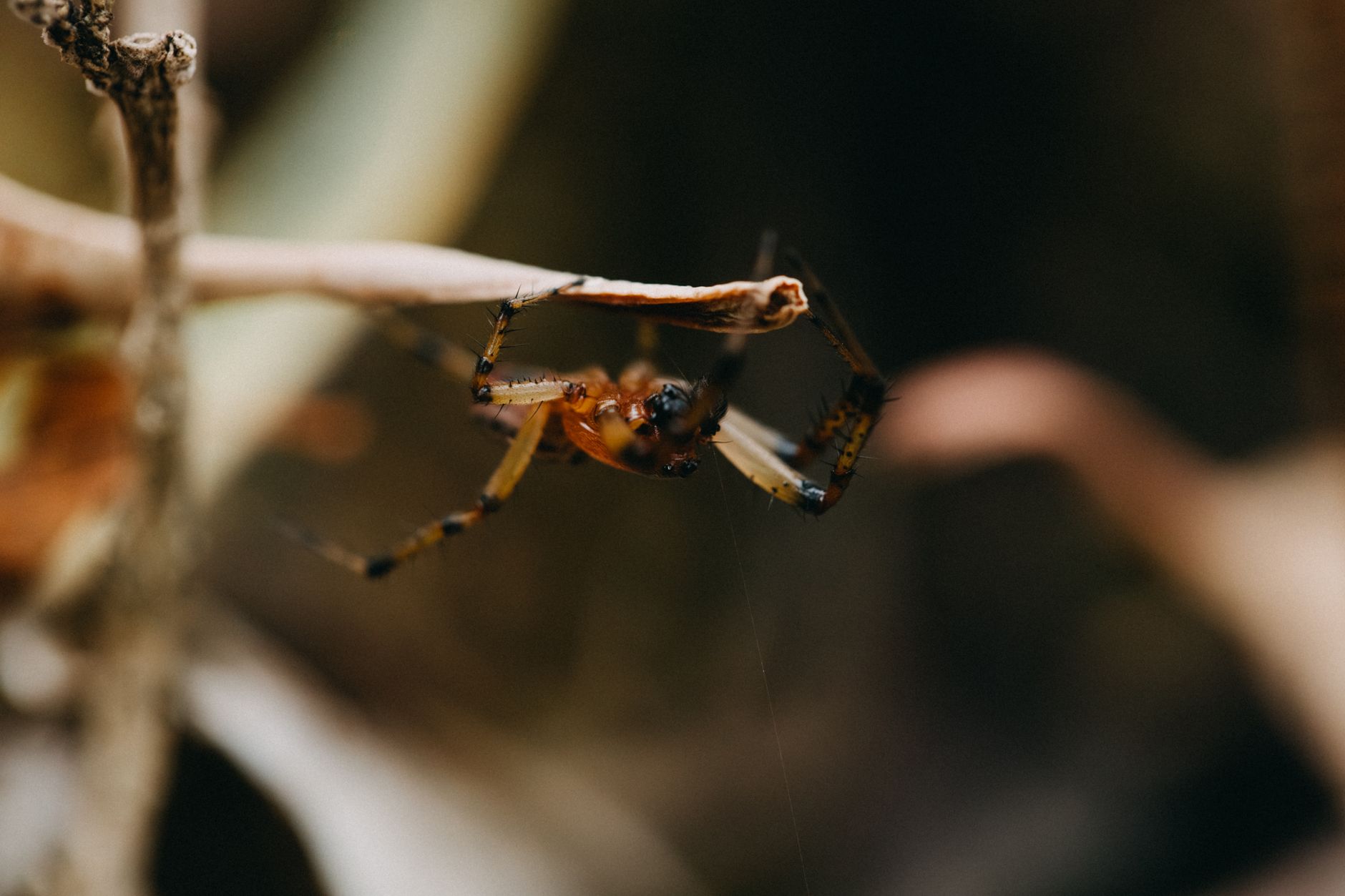 Detailed macro shot of a spider on a branch in São Paulo, Brazil.