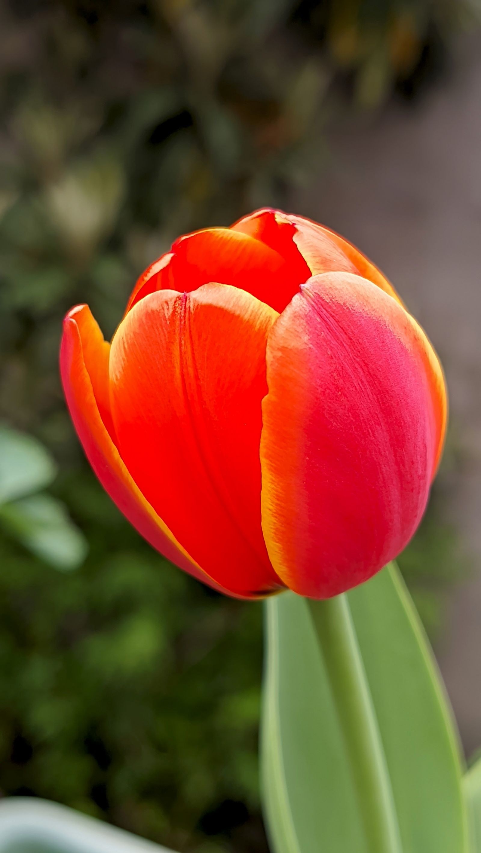 Early Spring Photos, Download The BEST Free Early Spring Stock Photos ...