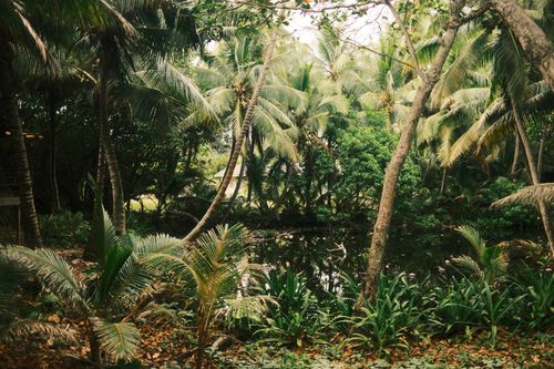 Free Explore the serene tropical jungle in Hawaii with lush greenery and a tranquil pond. Stock Photo