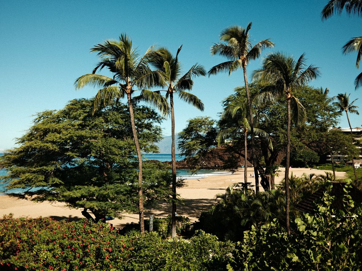 2 Day Whale Medicine: Answering Your Soul's Call in Maui, Hawaii 1