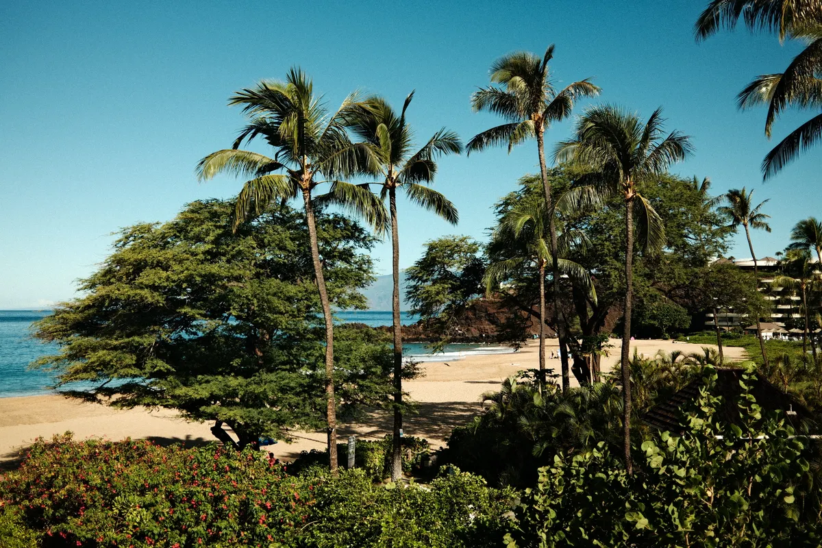 Soft white sand and palm trees on a sunny Hawaii beach