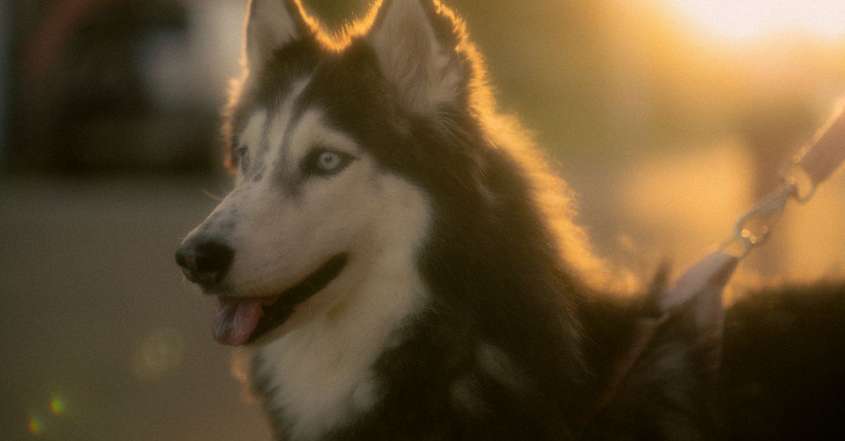 husky kihal