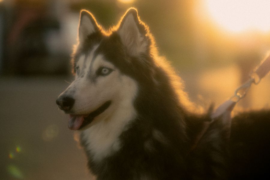 A thick double-coated Siberian Husky in golden-hour light