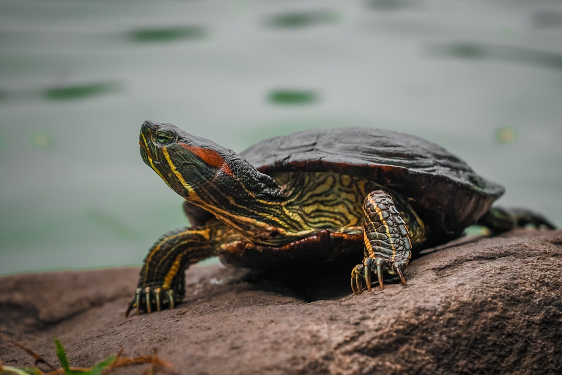 Free Selective Focus Photography Green and Black Turtle Stock Photo