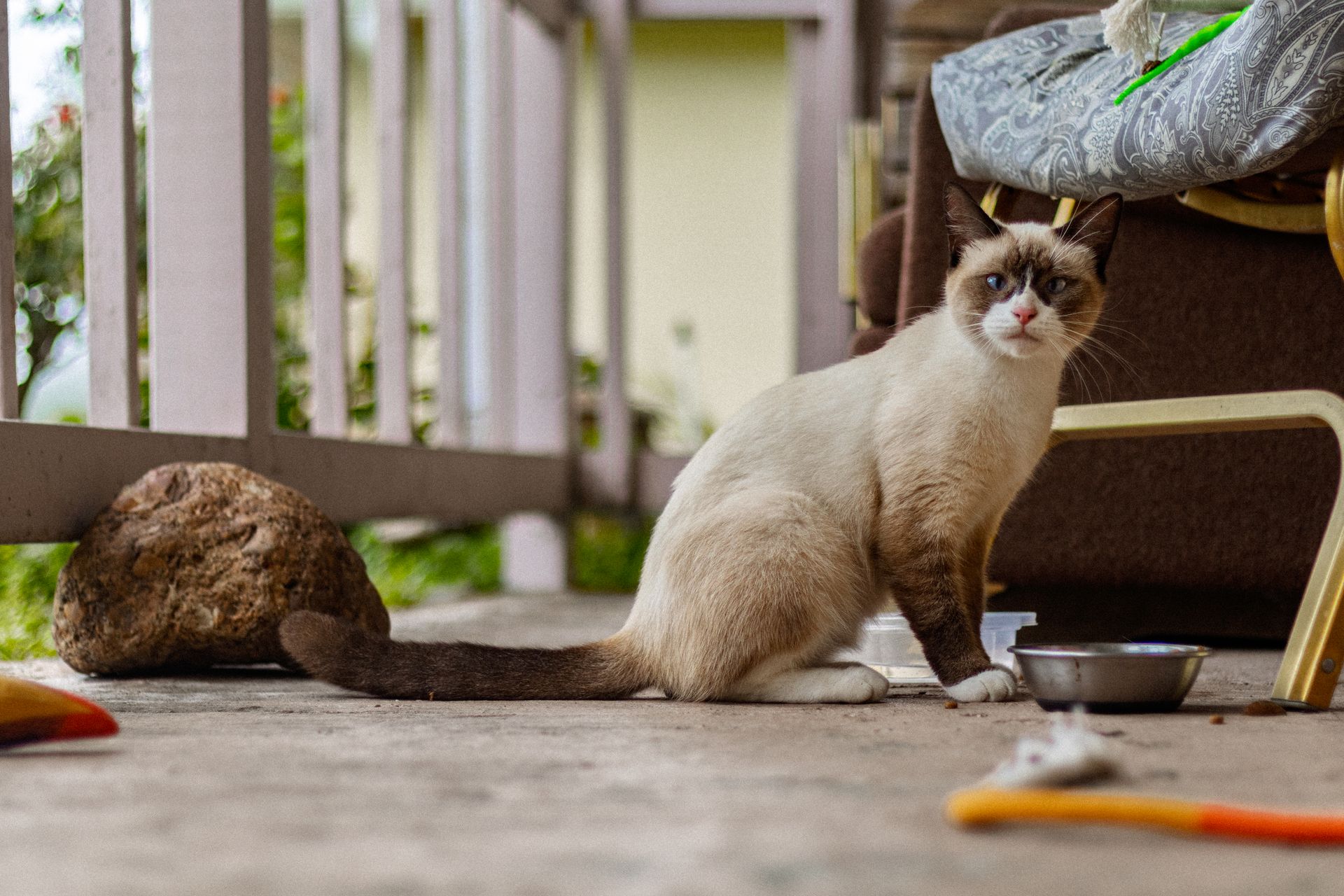 Free stock photo of cat, cute, kitten