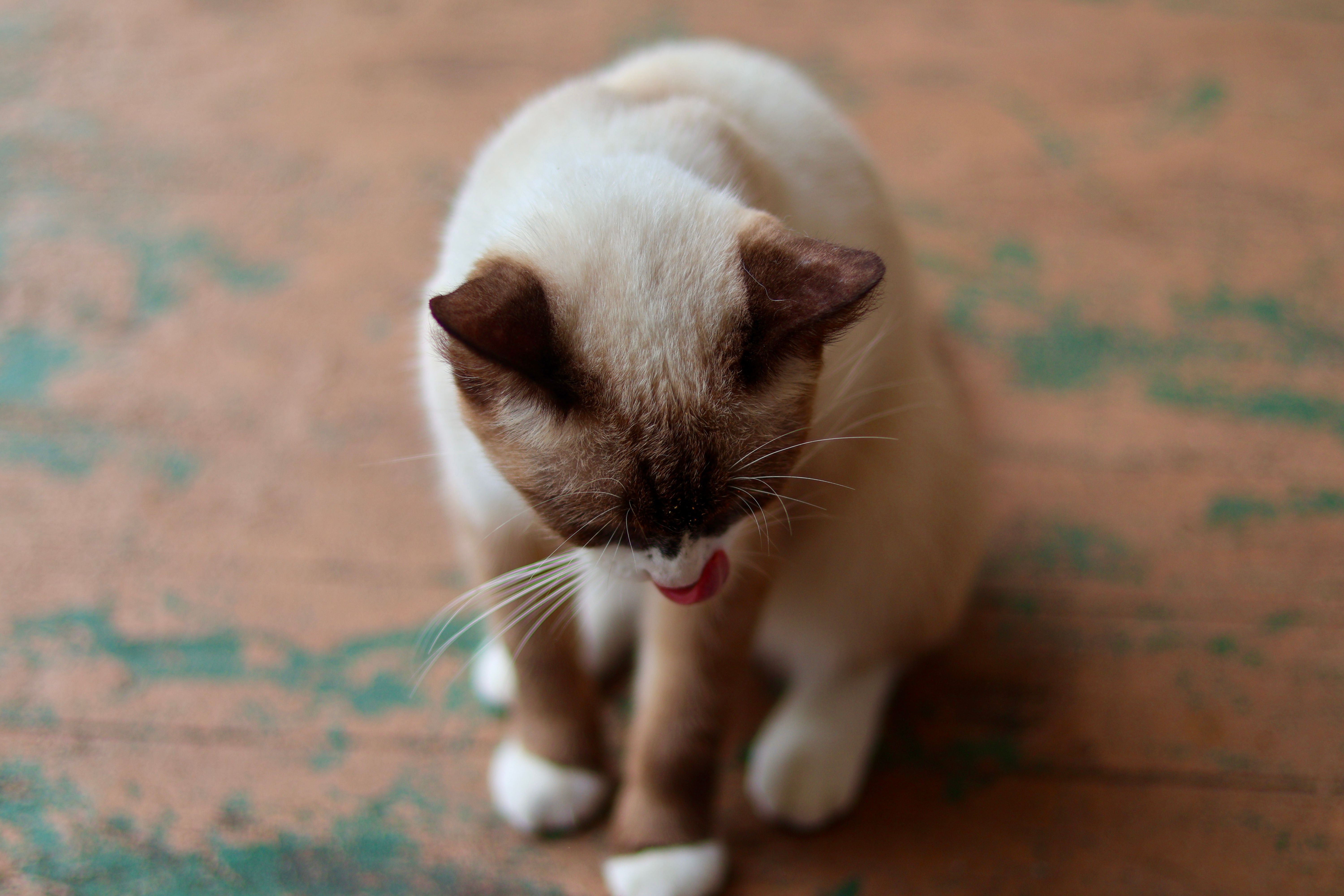 Healthcare and wellness consultation for a cat