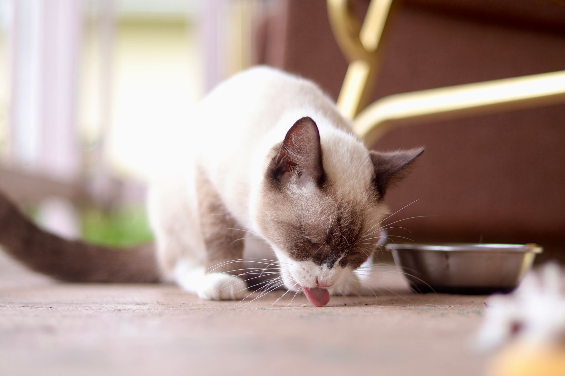 Free stock photo of cat, cute, kitten